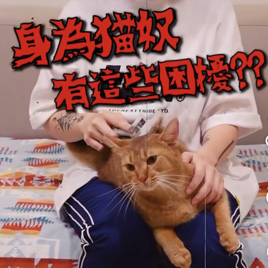 把養貓痛點，變成產品最自然的出場理由